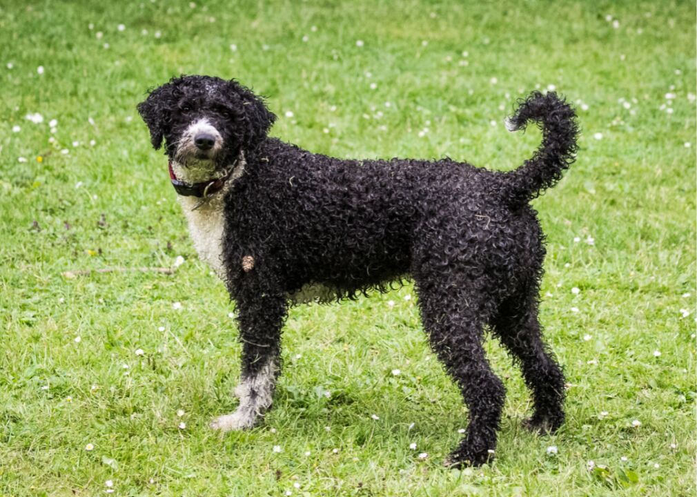 #53. Spanish water dog